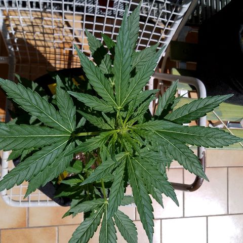 Purple Punch Automatic 🙏 growlog timeline photo