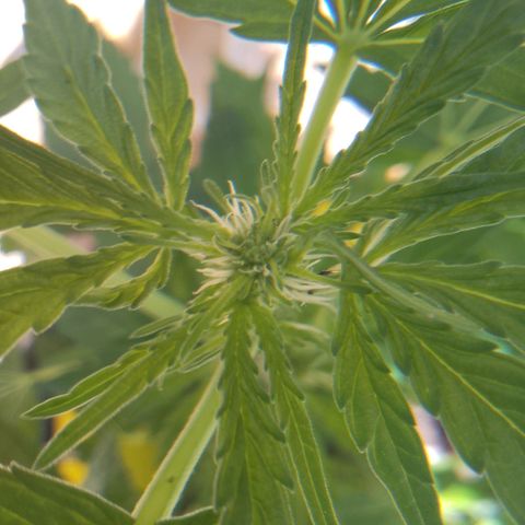 Purple Punch Automatic 🙏 growlog timeline photo
