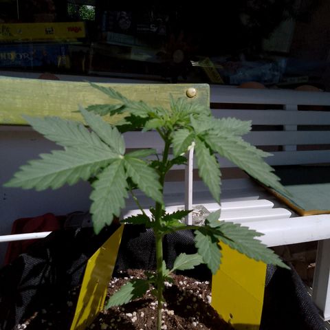 Wedding Cake Automatic growlog timeline photo