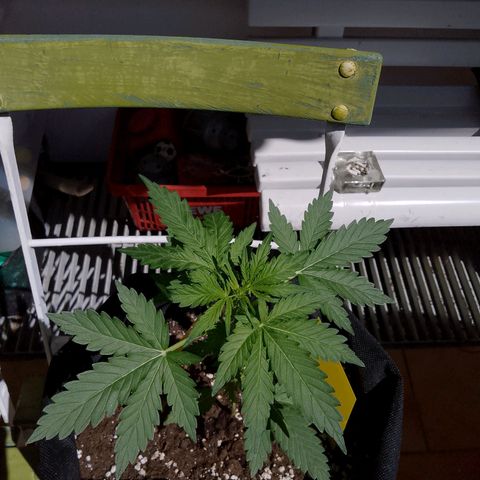 Wedding Cake Automatic growlog timeline photo