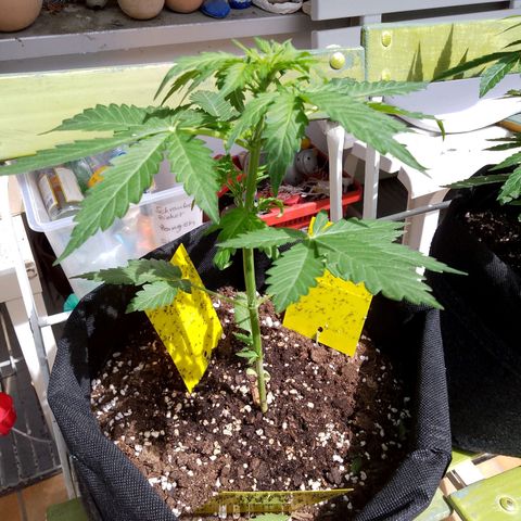 Wedding Cake Automatic growlog timeline photo