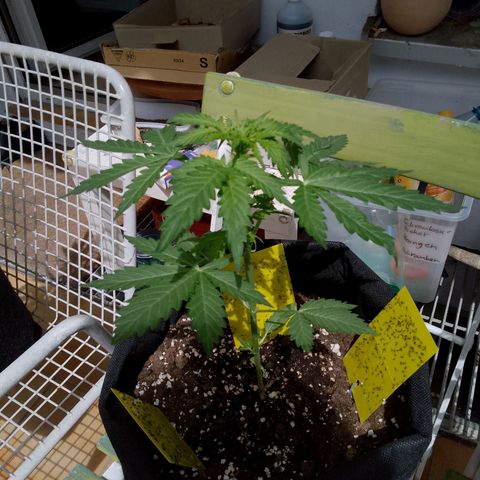 Wedding Cake Automatic growlog timeline photo