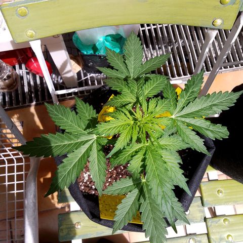 Wedding Cake Automatic growlog timeline photo