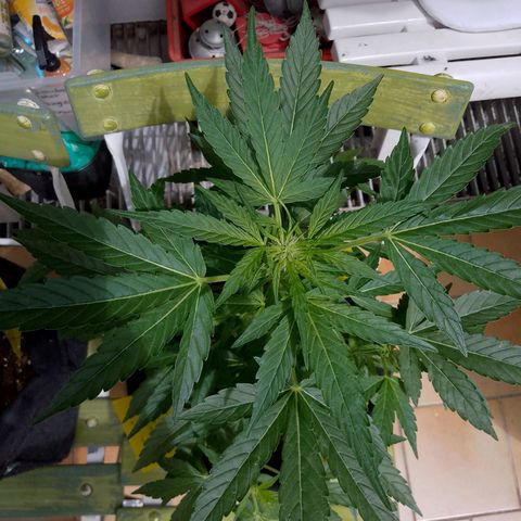 Purple Punch Automatic 🙏 growlog timeline photo