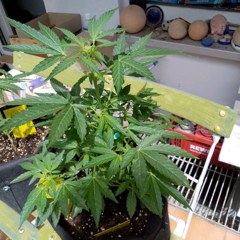 Purple Punch Automatic 🙏 growlog timeline photo