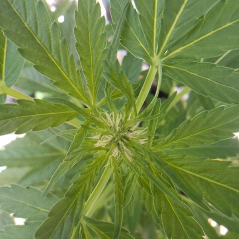 Purple Punch Automatic 🙏 growlog timeline photo
