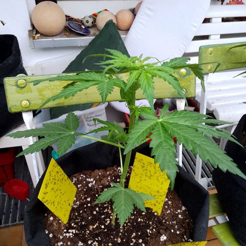 Wedding Cake Automatic growlog timeline photo