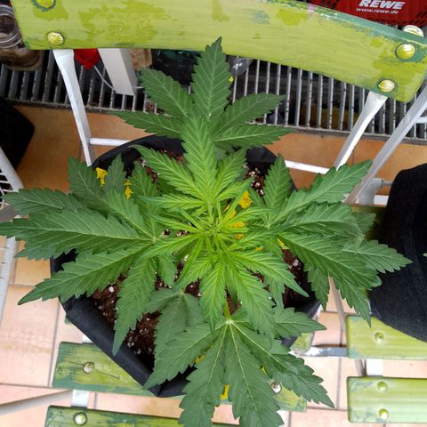 Wedding Cake Automatic growlog timeline photo