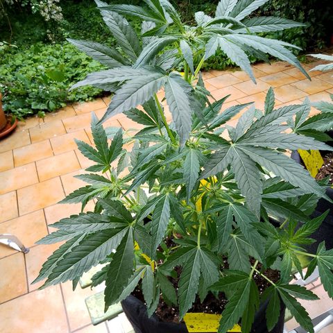Purple Punch Automatic 🙏 growlog timeline photo