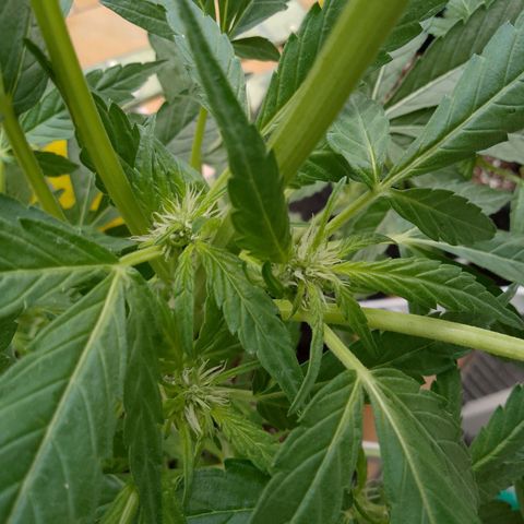 Purple Punch Automatic 🙏 growlog timeline photo