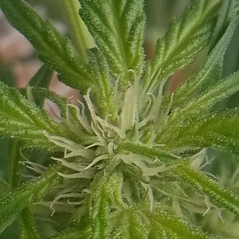 Purple Punch Automatic 🙏 growlog timeline photo