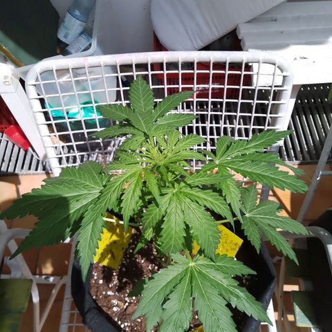 Wedding Cake Automatic growlog timeline photo