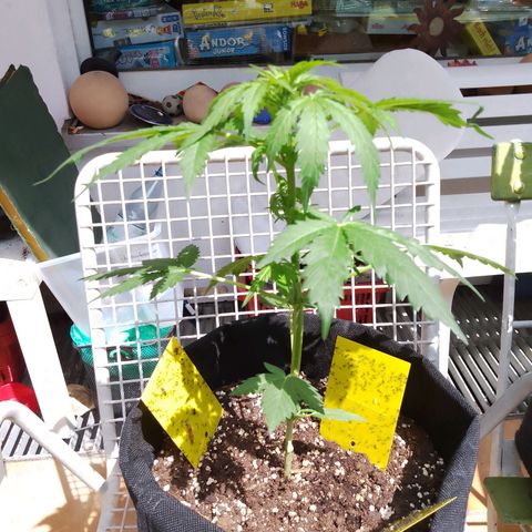 Wedding Cake Automatic growlog timeline photo