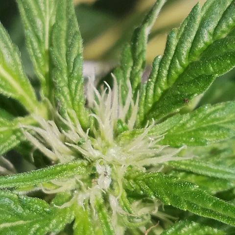 Purple Punch Automatic 🙏 growlog timeline photo