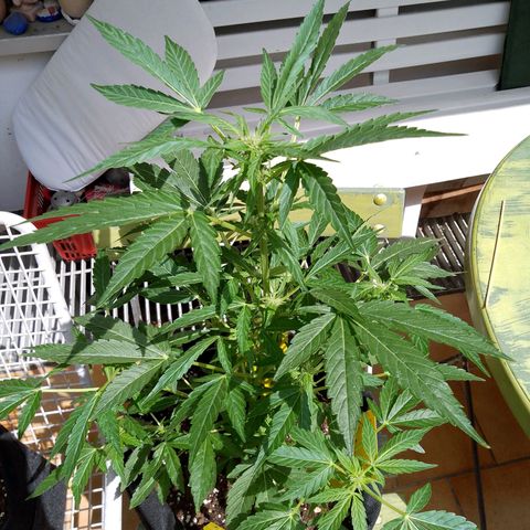 Purple Punch Automatic 🙏 growlog timeline photo