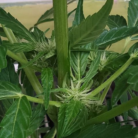 Purple Punch Automatic 🙏 growlog timeline photo