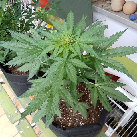 Wedding Cake Automatic growlog timeline photo