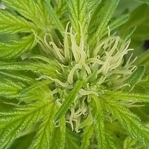 Wedding Cake Automatic growlog timeline photo
