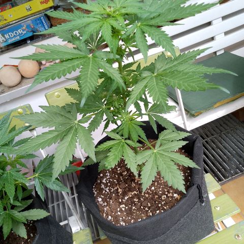 Wedding Cake Automatic growlog timeline photo