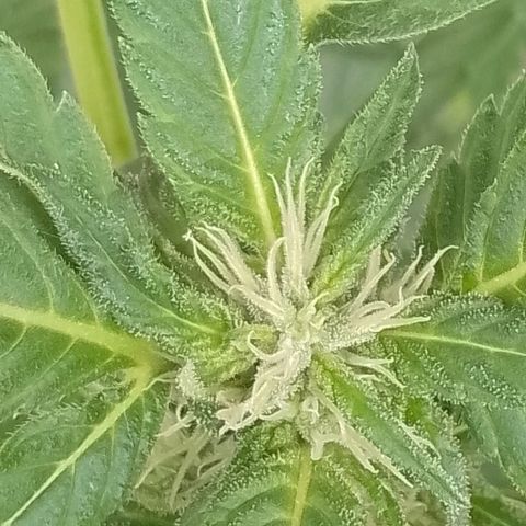 Purple Punch Automatic 🙏 growlog timeline photo