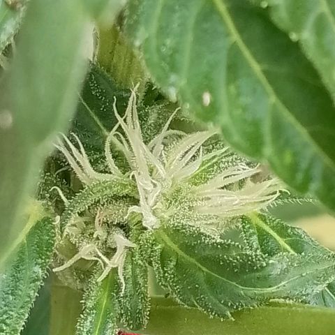 Purple Punch Automatic 🙏 growlog timeline photo