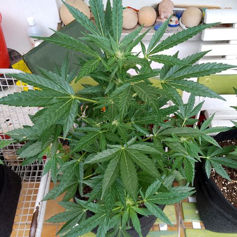 Purple Punch Automatic 🙏 growlog timeline photo