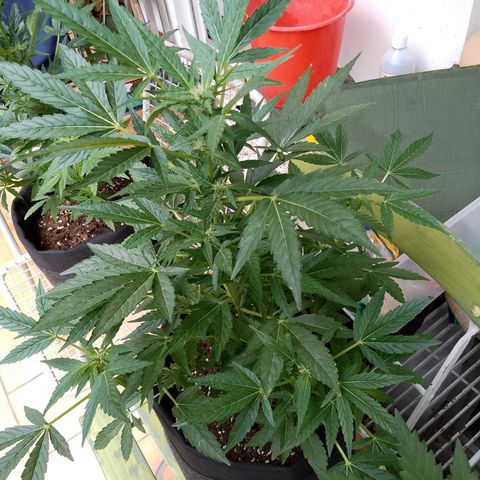 Purple Punch Automatic 🙏 growlog timeline photo