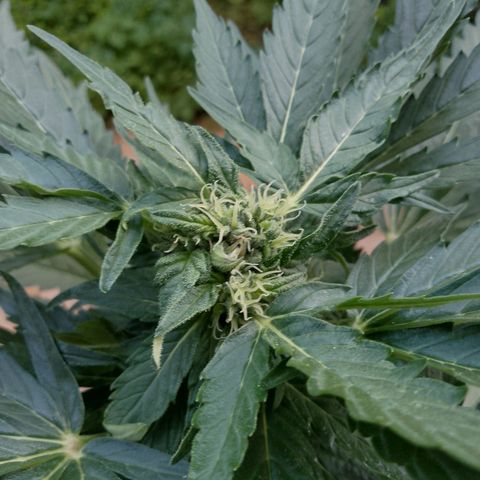 Wedding Cake Automatic growlog timeline photo