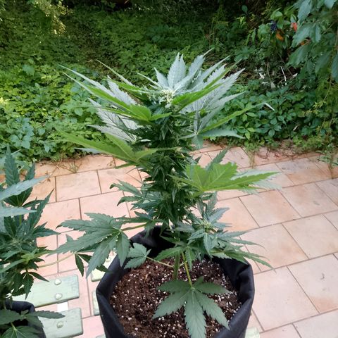 Wedding Cake Automatic growlog timeline photo