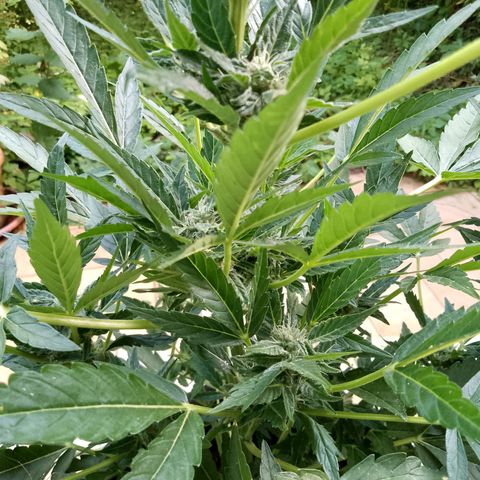 Purple Punch Automatic 🙏 growlog timeline photo