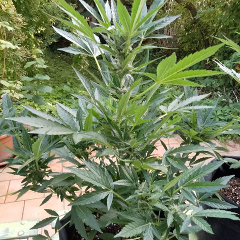 Purple Punch Automatic 🙏 growlog timeline photo