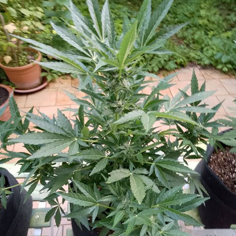 Purple Punch Automatic 🙏 growlog timeline photo