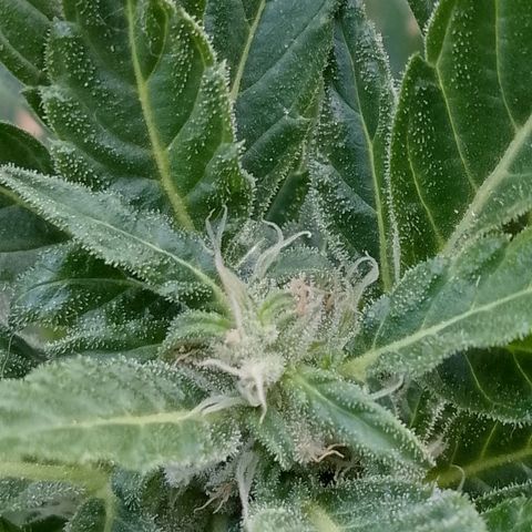 Purple Punch Automatic 🙏 growlog timeline photo