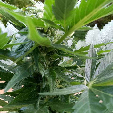 Wedding Cake Automatic growlog timeline photo