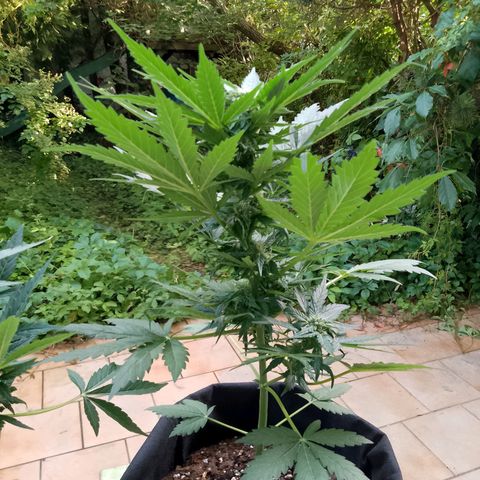 Wedding Cake Automatic growlog timeline photo