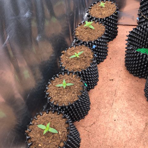 Royal Cheese Automatic #1 growlog timeline photo