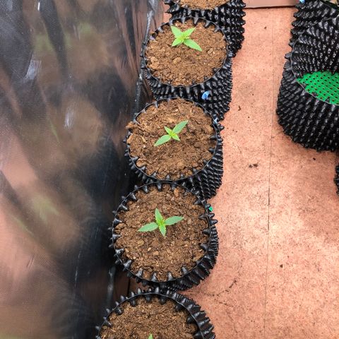 Royal Cheese Automatic #1 growlog timeline photo