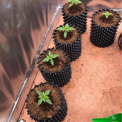 Royal Cheese Automatic #1 growlog timeline photo