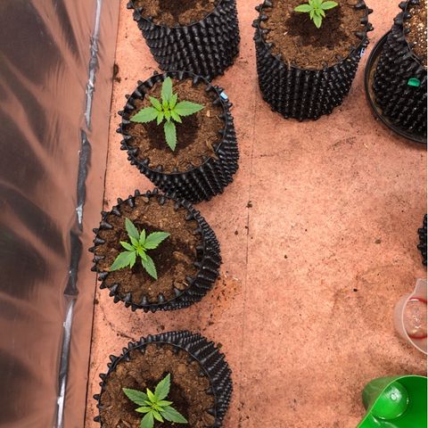Royal Cheese Automatic #1 growlog timeline photo