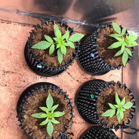 Royal Cheese Automatic #1 growlog timeline photo