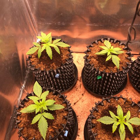 Royal Cheese Automatic #1 growlog timeline photo