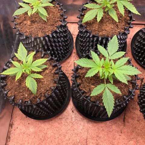 Royal Cheese Automatic #1 growlog timeline photo
