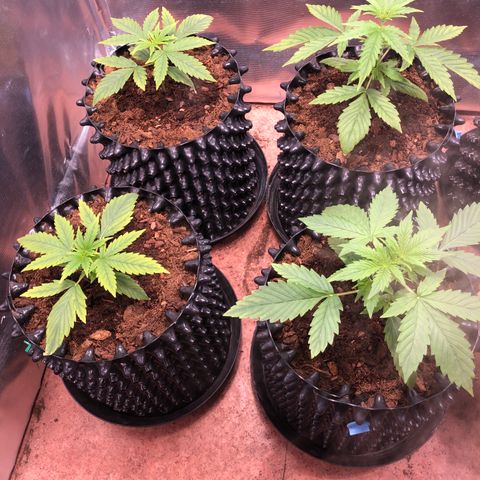 Royal Cheese Automatic #1 growlog timeline photo