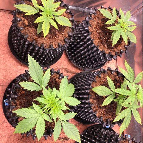 Royal Cheese Automatic #1 growlog timeline photo