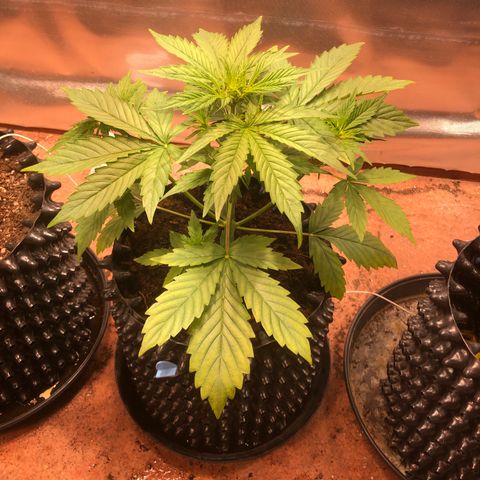 Royal Cheese Automatic #1 growlog timeline photo