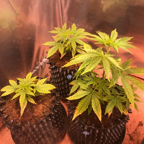 Royal Cheese Automatic #1 growlog timeline photo