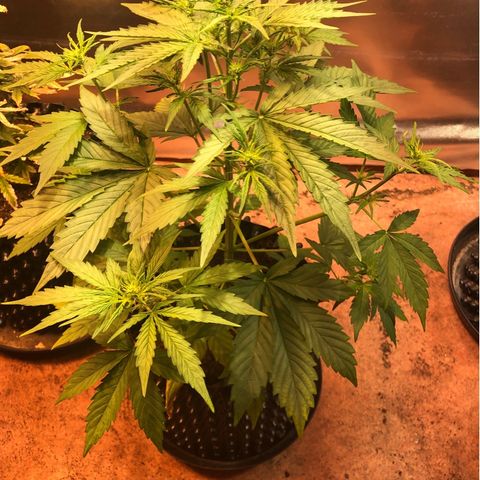 Royal Cheese Automatic #1 growlog timeline photo
