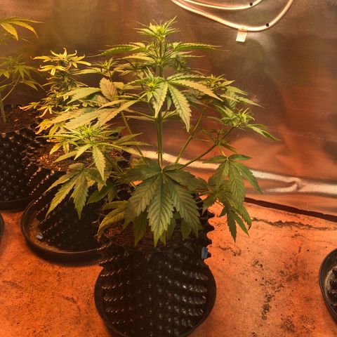 Royal Cheese Automatic #1 growlog timeline photo