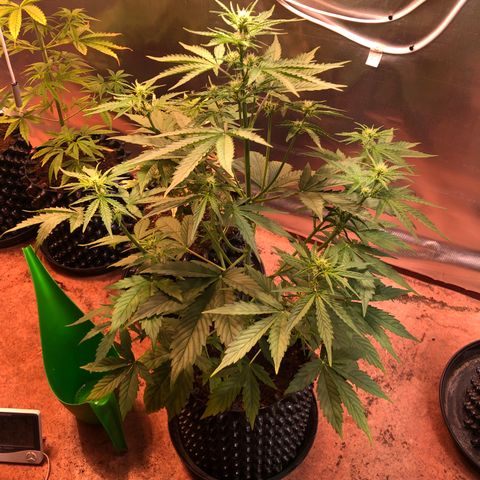 Royal Cheese Automatic #1 growlog timeline photo