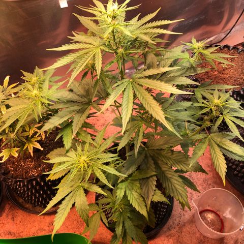 Royal Cheese Automatic #1 growlog timeline photo